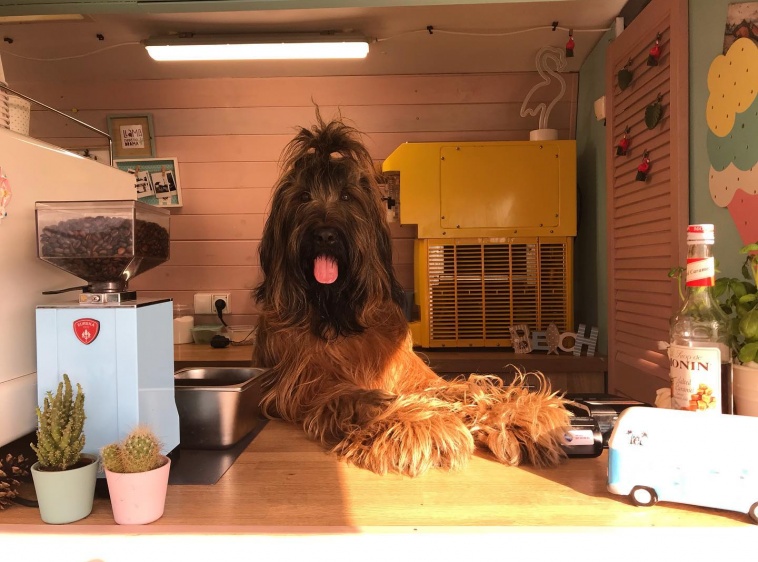 Foody Truck Hel